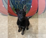 Puppy Gray German Shepherd Dog