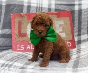 Goldendoodle (Miniature) Puppy for sale in LAKELAND, FL, USA