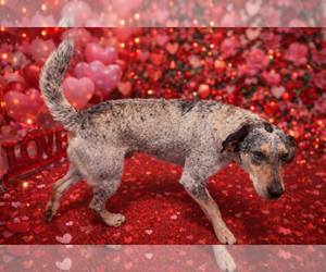 Dusty - Male Coonhound-Unknown Mix Dog for Adoption - Photo #3