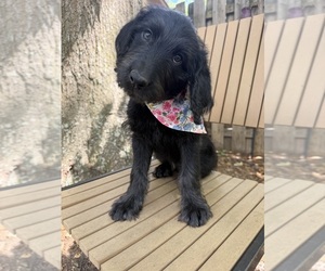 Labradoodle Puppy for sale in PEMBROKE, GA, USA