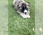 Small Photo #18 Akita-Alusky Mix Puppy For Sale in SAN JACINTO, CA, USA