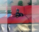 Small Photo #9 Doberman Pinscher Puppy For Sale in PALMDALE, CA, USA