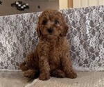 Small #1 Cavapoo (Miniature)