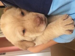 Labrador Retriever Puppy for sale in LOGAN, AL, USA