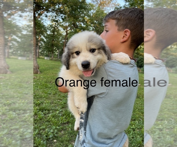 Medium Photo #7 Great Pyrenees Puppy For Sale in KIRBYVILLE, MO, USA