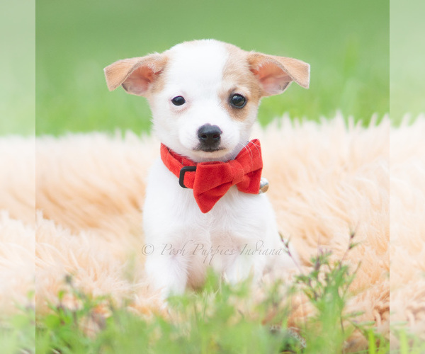 Medium Photo #5 Chihuahua Puppy For Sale in WARSAW, IN, USA