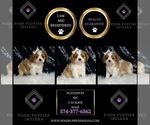 Small #1 Cavalier King Charles Spaniel