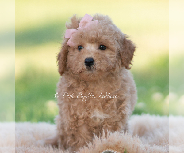 Medium Photo #5 Goldendoodle (Miniature) Puppy For Sale in WARSAW, IN, USA
