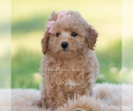 Small #4 Goldendoodle (Miniature)