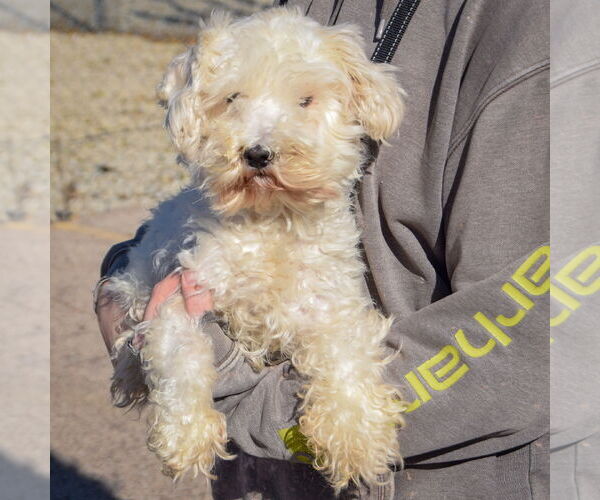 Medium Photo #3 Mutt Puppy For Sale in Huntley, IL, USA