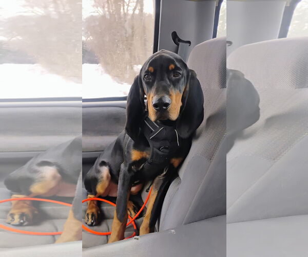 Medium Photo #1 Black and Tan Coonhound Puppy For Sale in Clinton , MI, USA