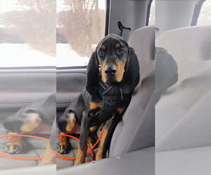 Black and Tan Coonhound Dogs for adoption in Clinton , MI, USA