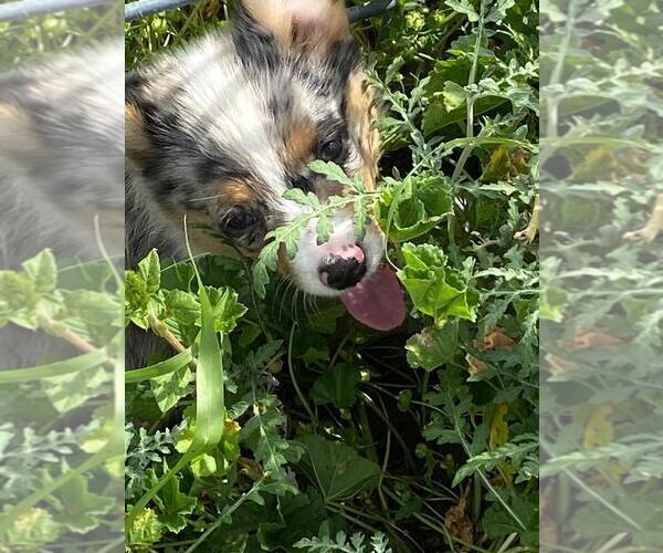 Medium Photo #4 Aussie-Corgi Puppy For Sale in BRIGGSDALE, CO, USA