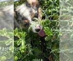 Small #3 Aussie-Corgi