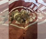 Puppy Puppy 2 American Bully