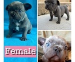 Puppy JUNO French Bulldog