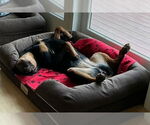 Small #2 Rottweiler