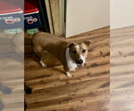 Small #8 Bulldog-Whippet Mix