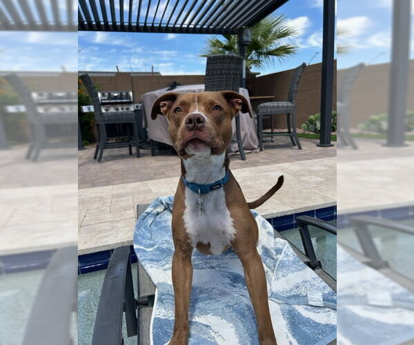 Medium Photo #5 Boxer-Staffordshire Bull Terrier Mix Puppy For Sale in Chandler, AZ, USA