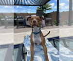 Small #4 Boxer-Staffordshire Bull Terrier Mix