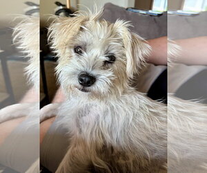 Cairn Terrier-Unknown Mix Dogs for adoption in St. Louis Park, MN, USA