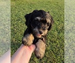 Small #3 Aussiedoodle