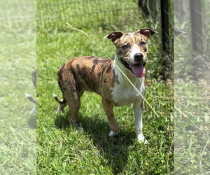 Catahoula Leopard Dog-Unknown Mix Dogs for adoption in Virginia Beach, VA, USA