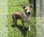 Small Catahoula Leopard Dog Mix