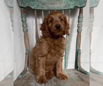 Small Photo #12 Goldendoodle (Miniature) Puppy For Sale in WEST POINT, KY, USA