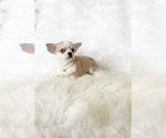 Small #4 Chihuahua