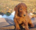 Small Photo #3 Poodle (Standard) Puppy For Sale in STOKESDALE, NC, USA