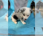 Small Photo #12 Australian Shepherd Puppy For Sale in MERIDIANVILLE, AL, USA