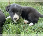 Puppy 2 Border Collie-Miniature Australian Shepherd Mix