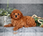 Small #1 Poodle (Miniature)