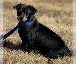Small Photo #3 Dorgi Puppy For Sale in Yardley, PA, USA
