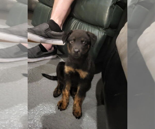 Medium Photo #3 Rottweiler-Unknown Mix Puppy For Sale in Aurora, IN, USA