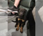 Small #2 Rottweiler Mix