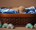 Small #15 Olde English Bulldogge