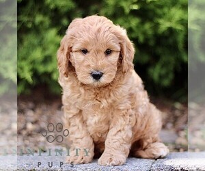 Goldendoodle (Miniature) Puppy for sale in KINZERS, PA, USA