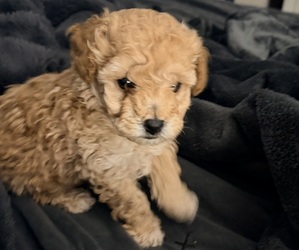 Poodle (Toy) Puppy for sale in MOORESVILLE, NC, USA