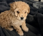 Small Poodle (Toy)