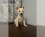 Small Photo #11 Alaskan Klee Kai Puppy For Sale in DURHAM, CT, USA