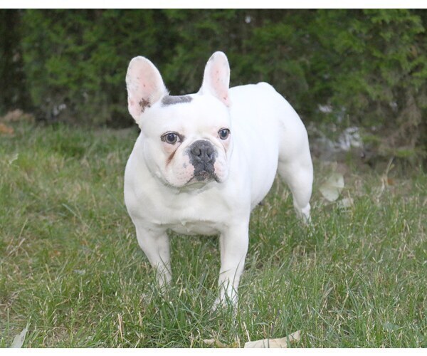 Medium Photo #1 French Bulldog Puppy For Sale in CARVER, OR, USA