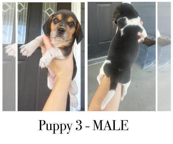 Medium Photo #6 Beagle Puppy For Sale in MCPHERSON, KS, USA