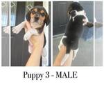 Small #5 Beagle