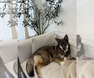 Medium Australian Shepherd-German Shepherd Dog Mix