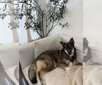 Small Australian Shepherd-German Shepherd Dog Mix