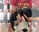 Small Photo #30 Cane Corso Puppy For Sale in REEVESVILLE, SC, USA