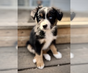 Miniature Australian Shepherd Puppy for sale in MC LEAN, IL, USA