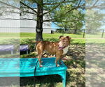Small #2 American Pit Bull Terrier Mix
